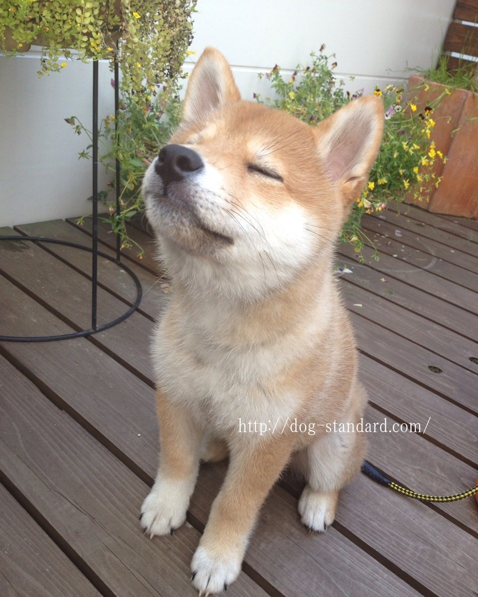 柴犬癒し画像 柴犬こぶしと申します