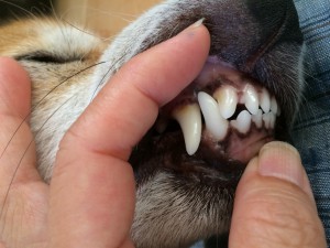こぶしの犬歯